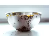 Articoli: I segreti della nonna per dire addio alle formiche in cucina con rimedi naturali e facili da provare