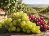 Articoli: Uva italiana da record: 973 milioni di export, ecco perché quella senza semi piace sempre di più
