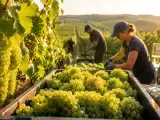 Articoli: Vendemmia in corsa: perché in Champagne le uve raccolte prima stanno cambiando il vino che berremo?