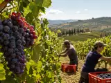 Articoli: Vendemmia anticipata per il Brunello: cosa cambia davvero nel vino quando il Sangiovese matura prima
