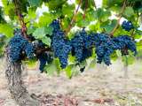 Articoli: Bordeaux sotto la lente Michelin: come i grappoli rivoluzionano la scelta dei grandi châteaux