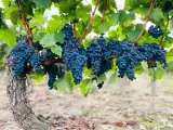 Articoli: Bordeaux sotto la lente Michelin: come i grappoli rivoluzionano la scelta dei grandi châteaux