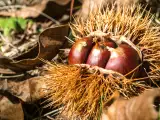 Articoli: Il profumo delle castagne avvolge Cuneo questo weekend per la Fiera nazionale del Marrone