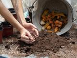 Articoli: Questi 5 alimenti non vanno mai messi nella compostiera