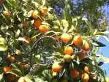 Ricetta marmellata di kumquat o mandarini cinesi
