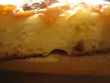 Ricetta Focaccia francesina con la macchina del pane