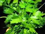 Ricetta Salsa verde deliziosa ........... per bolliti