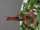 Ricetta Gamberoni al melograno con il cous cous profumato alla menta