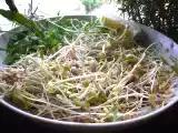 Ricetta Insalata verde di germogli misti, rucola e semi