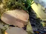 Ricetta Filetto di maiale alla salvia perfetto al tramonto