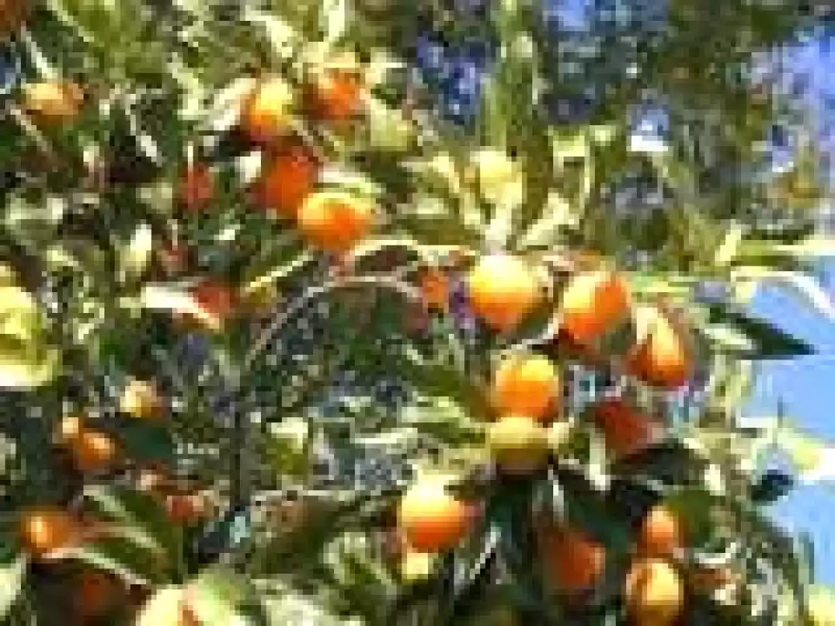 Marmellata di kumquat o mandarini cinesi