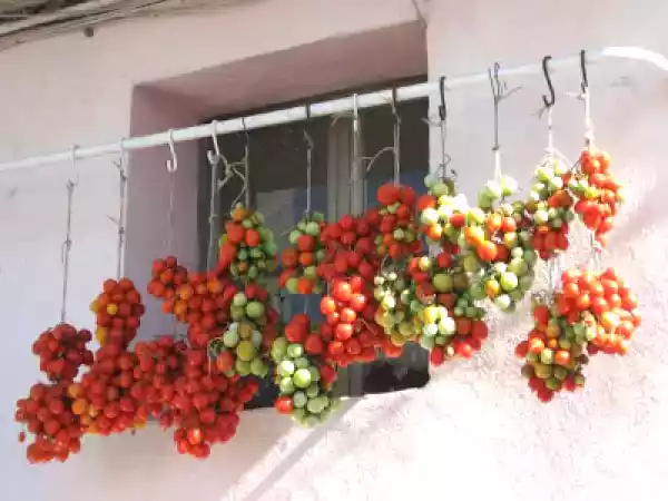 Ricetta Ricetta veloce: pennette con zucchine, pomodorini pachino e mozzarella
