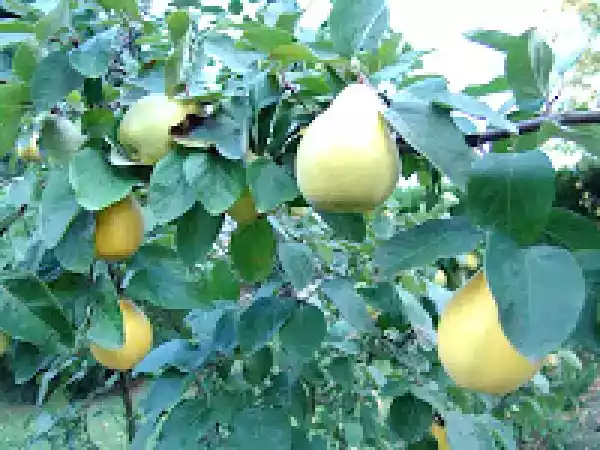 Ricetta Mele cotogne al forno 1