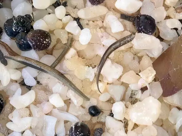 Ricetta Rosmarino e salvia in cucina