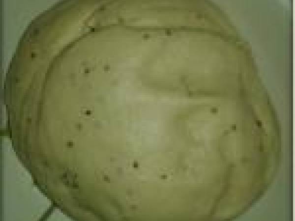 Biscotti di San Martino - Preparazione tappa 2