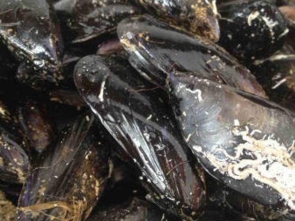 COZZE GRATINATE - Preparazione tappa 1