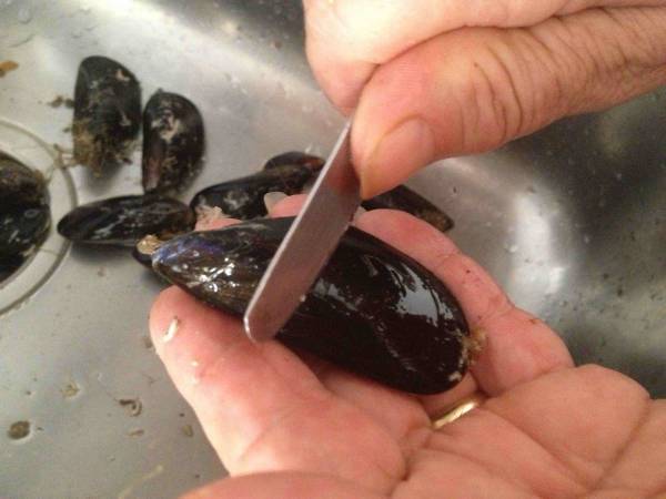 COZZE GRATINATE - Preparazione tappa 2