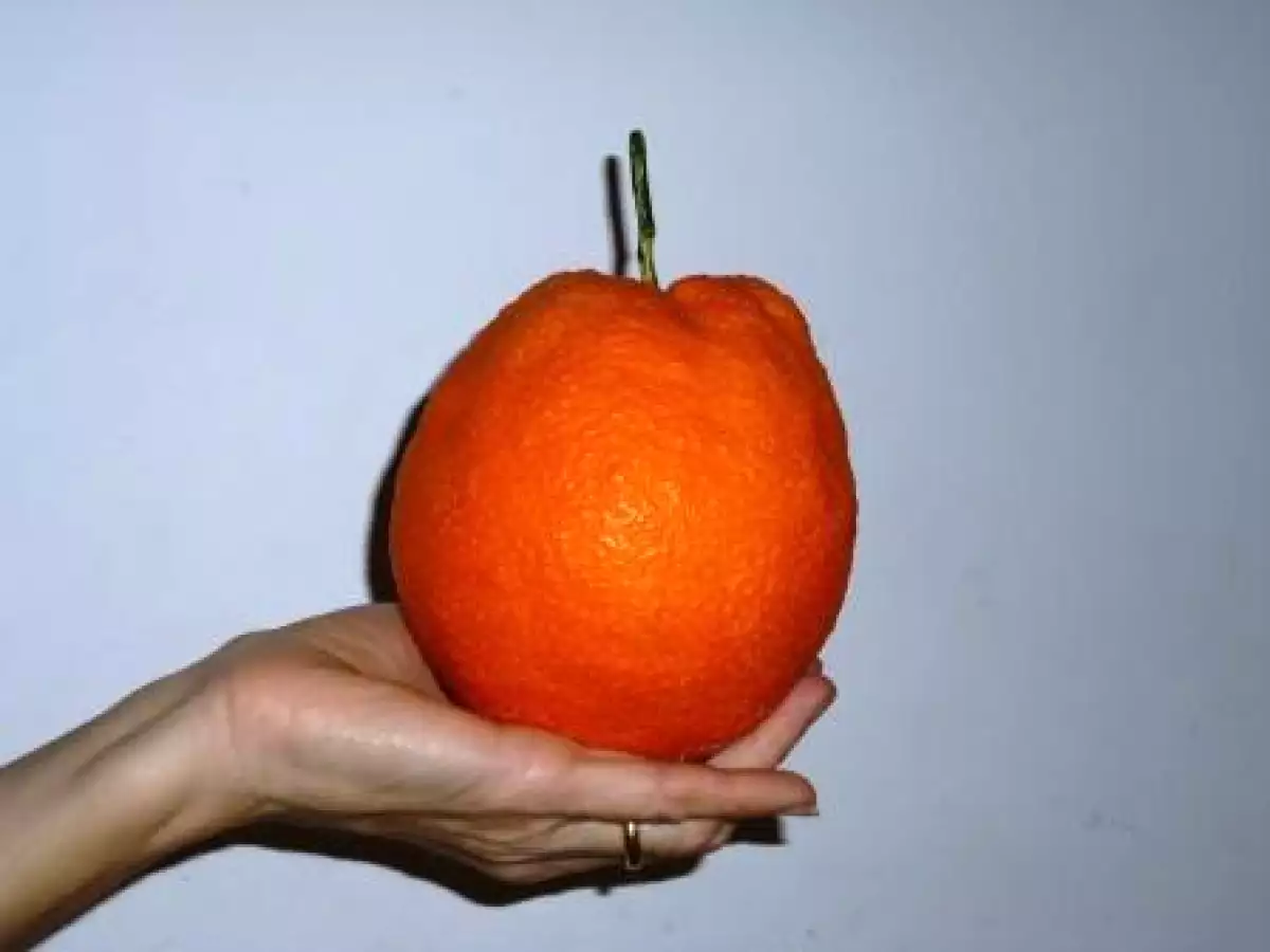 ARANCIA e LIMONE: w la pasta agli agrumi!!! - foto 2