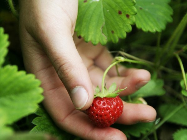 Budino di fragole con agar agar, foto 5