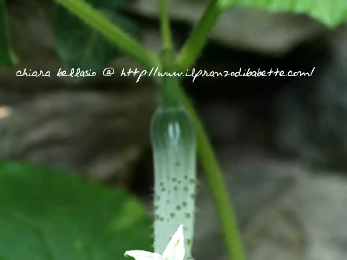 Cetrioli cotti allo zenzero - foto 4