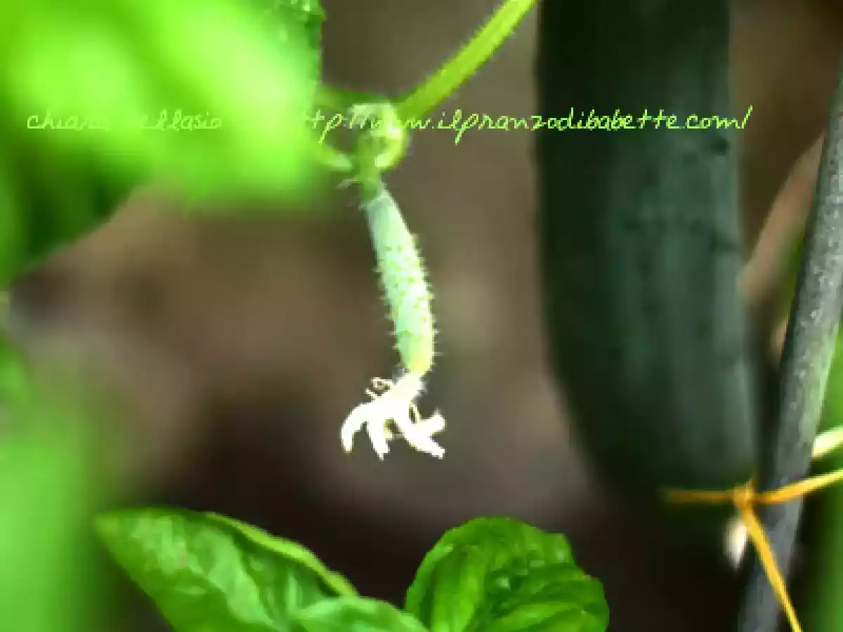 Cetrioli cotti allo zenzero - foto 5