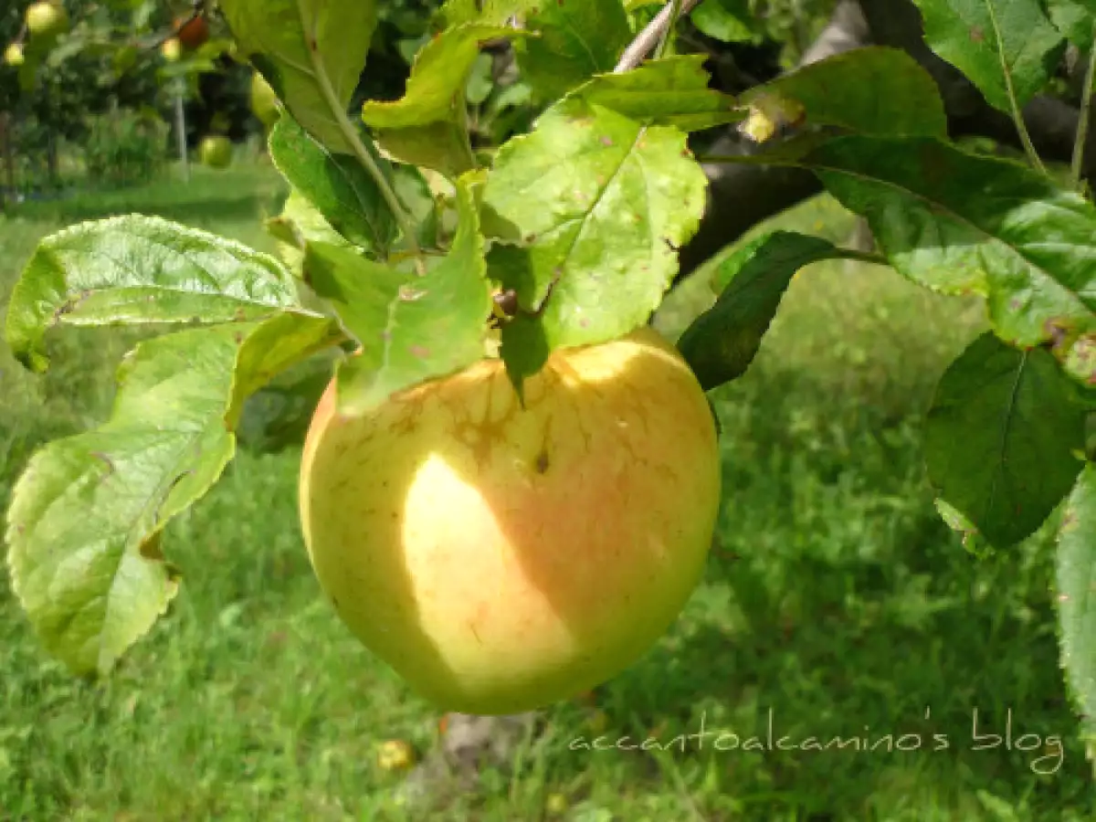 Confettura di corniolo e petali di rosa: la ricetta fatta in casa dal sapore delicato e floreale - foto 4