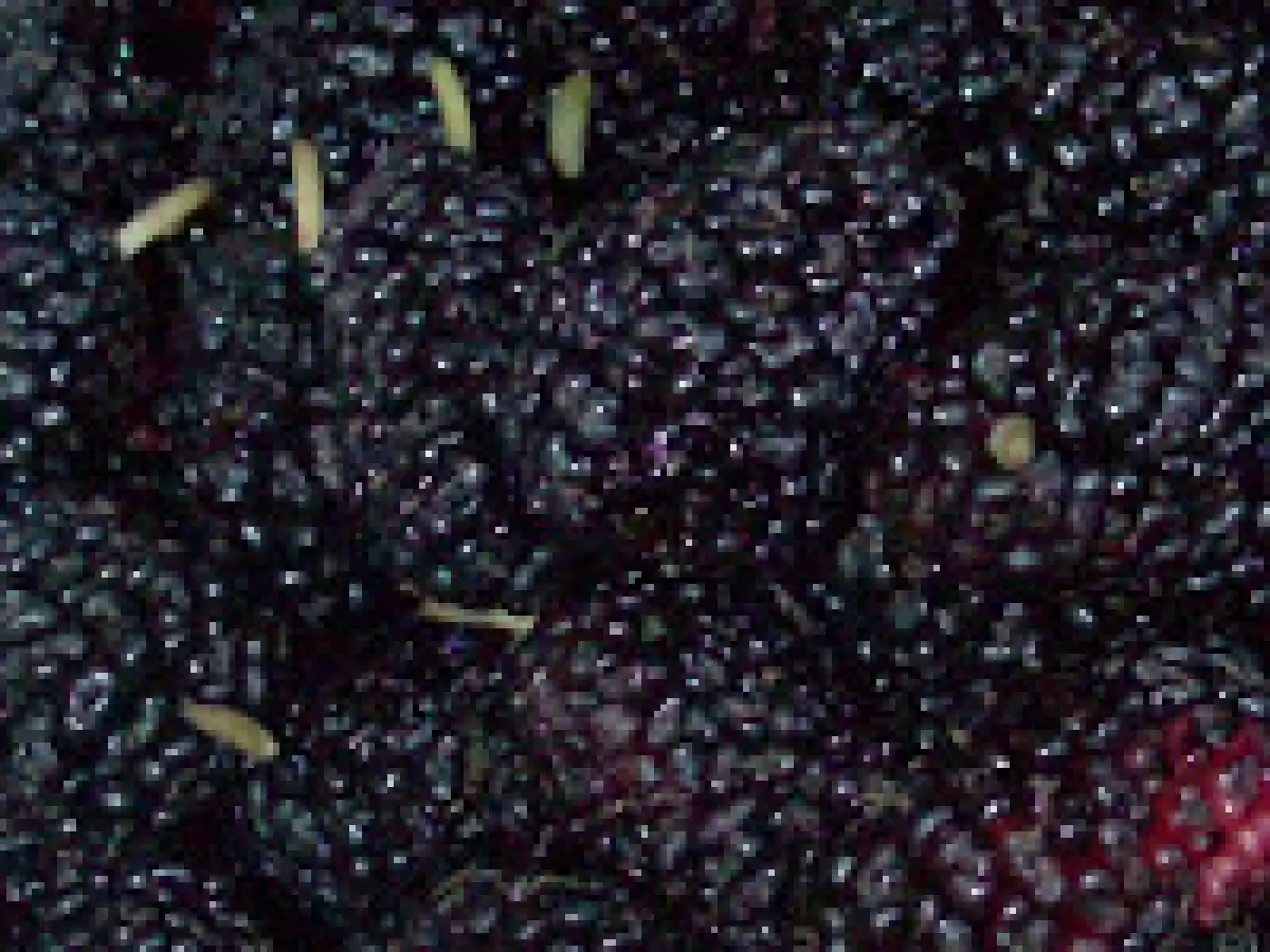 Confettura di more di gelso - foto 2