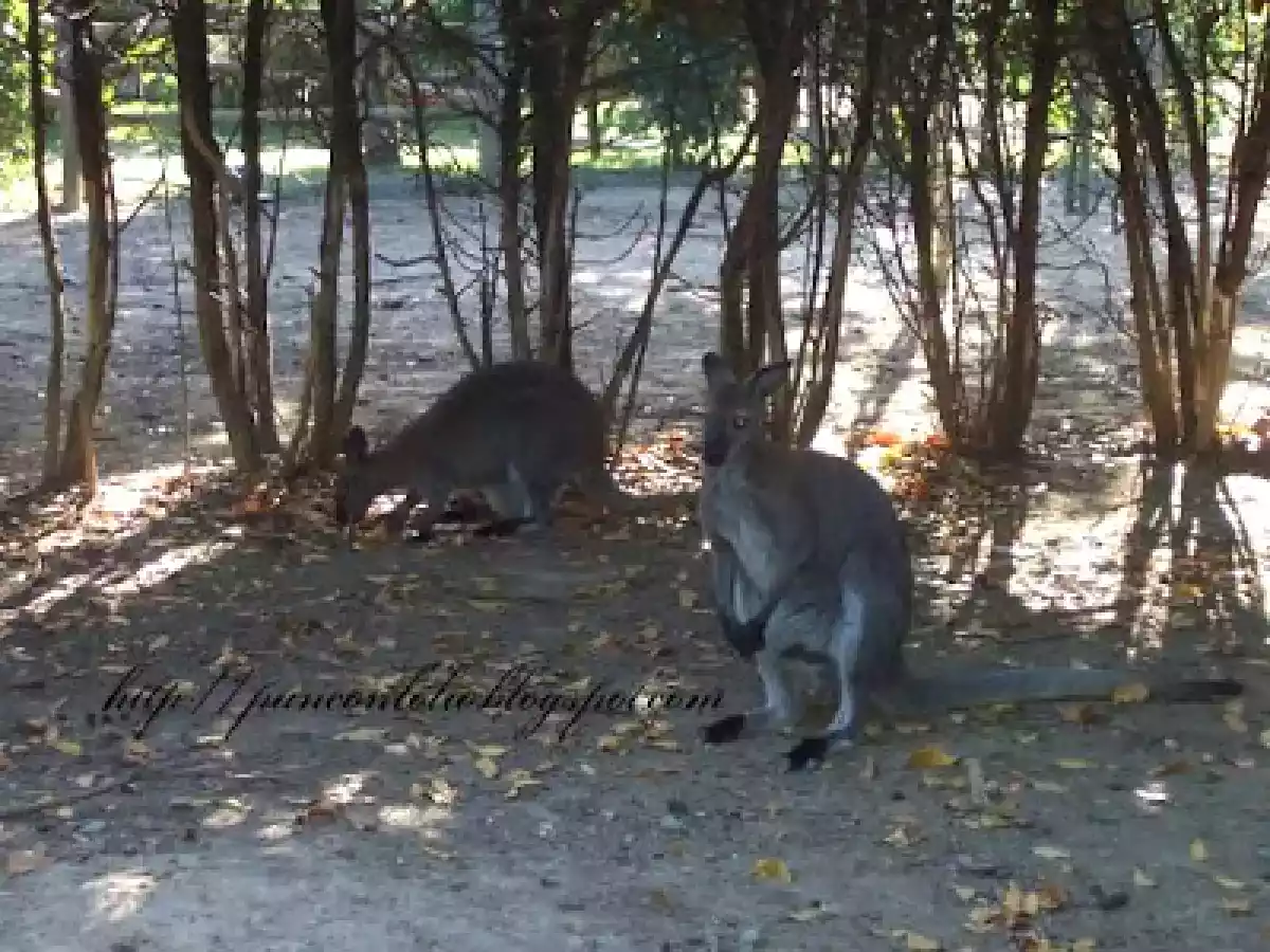 Crema di ricotta al limone - foto 4