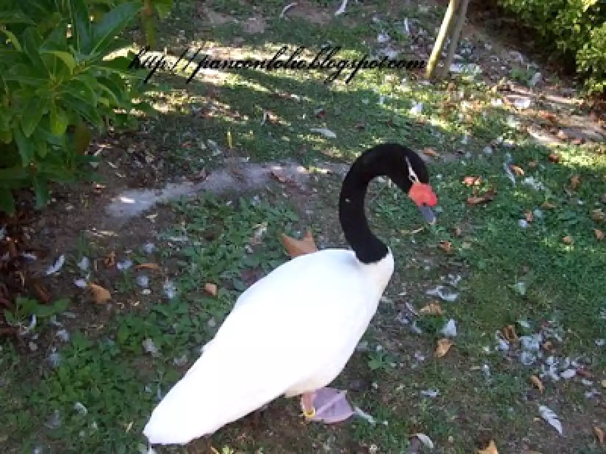 Crema di ricotta al limone - foto 6