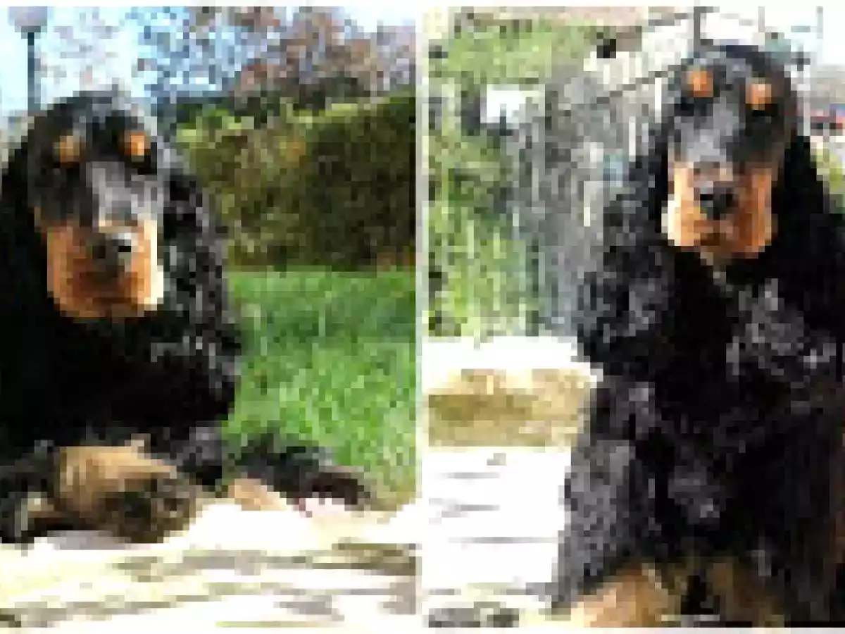 Da Siena, con amore! La Schiodonata, ovvero l'arrosto girato di Maria. - foto 10