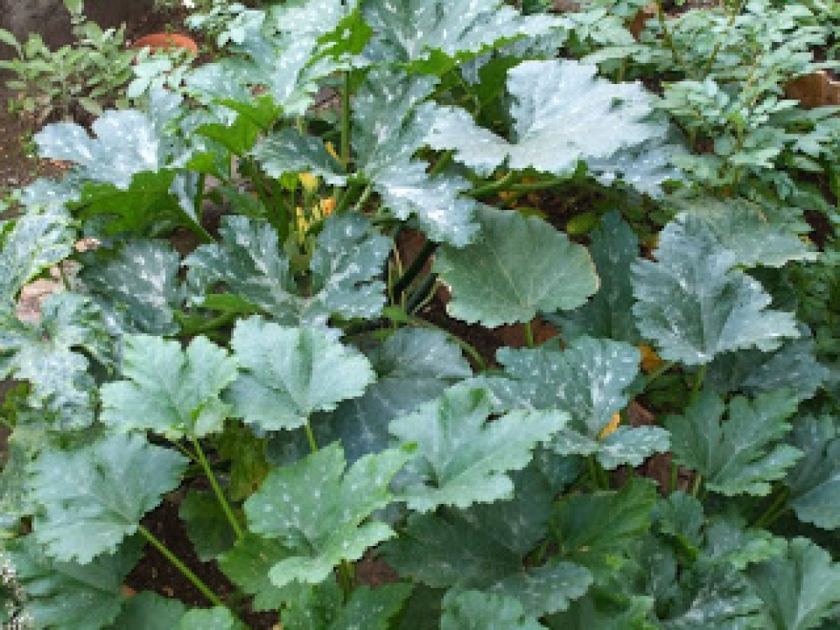 Fiori di zucca impanati e fritti - foto 5