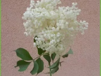 Focaccia ai fiori di Sambuco, foto 3