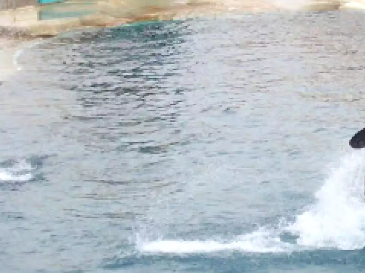 Focaccia veneta - foto 9