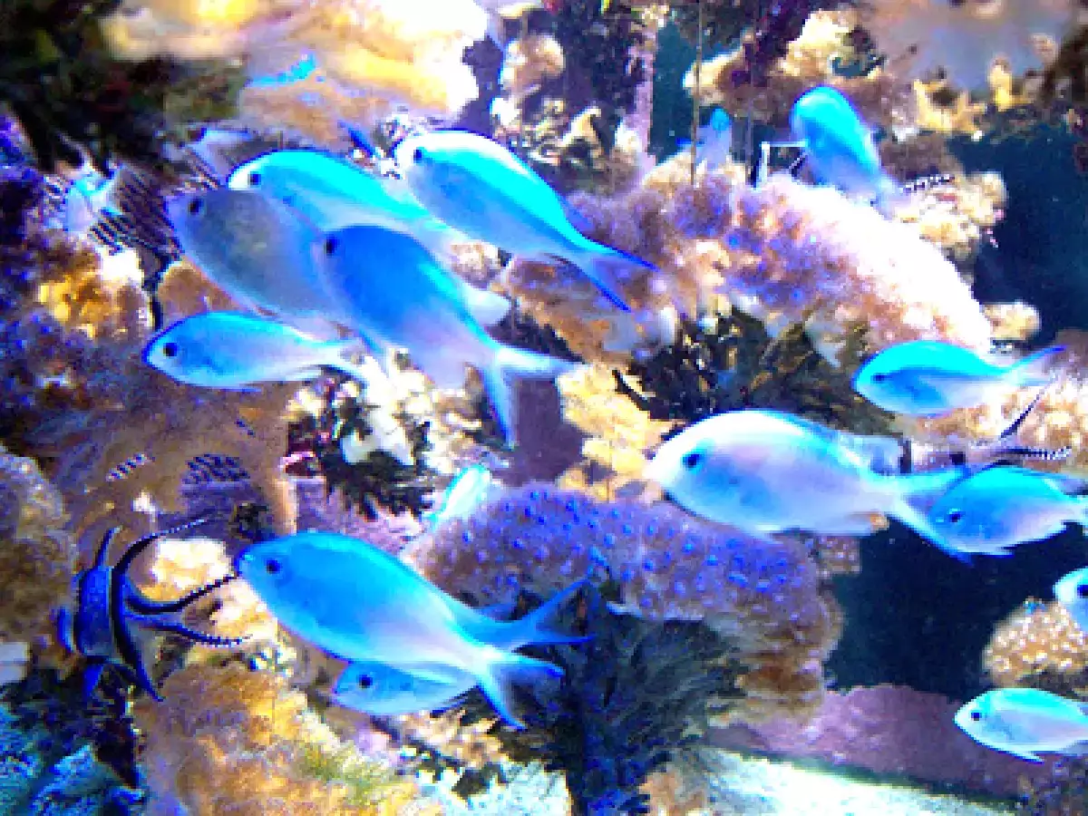 Focaccia veneta - foto 11