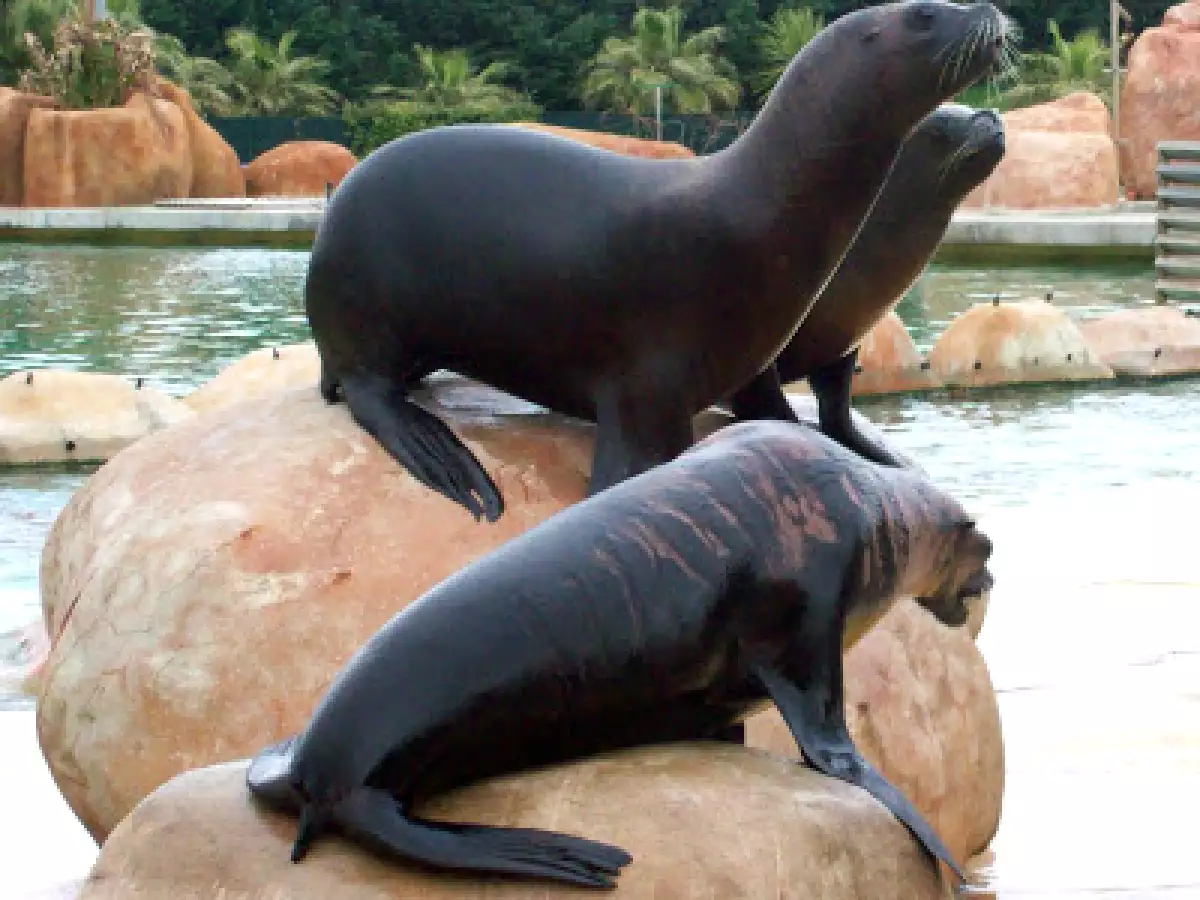 Focaccia veneta - foto 12