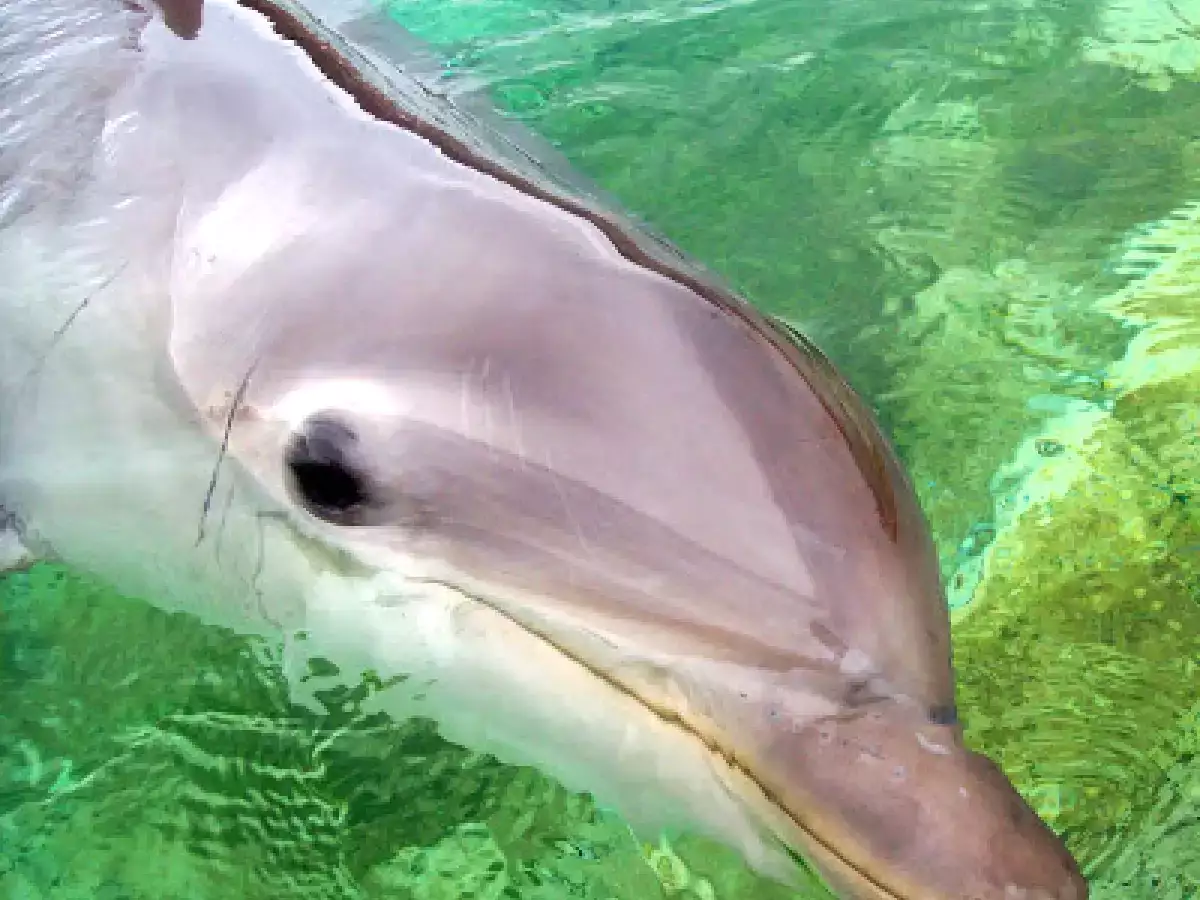 Focaccia veneta - foto 13