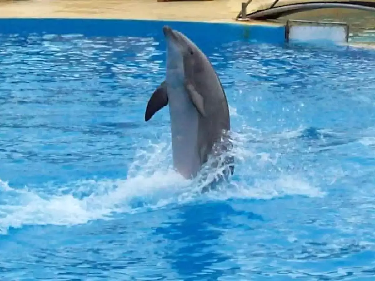 Focaccia veneta - foto 14