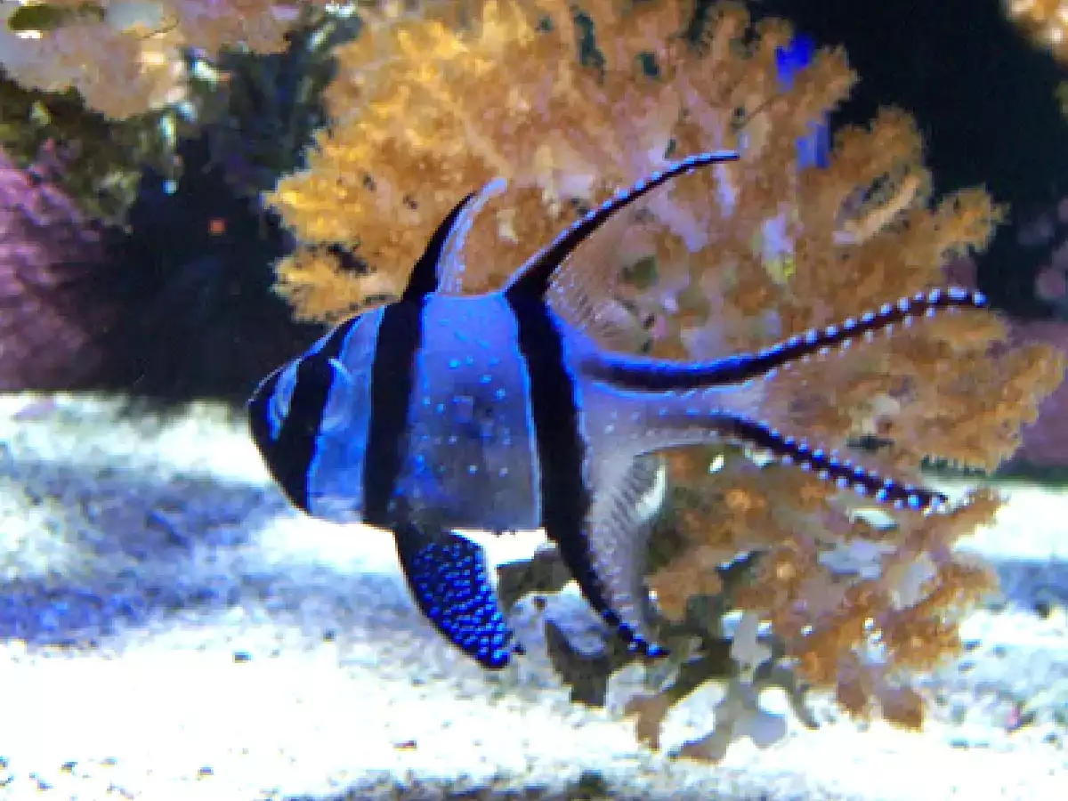 Focaccia veneta - foto 15