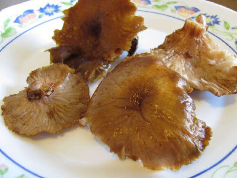 Funghi ricchioni (pleurotus) al pomodoro - foto 3