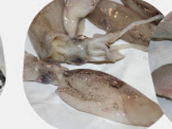 Garganelli all'uovo con sughetto di mare, foto 3