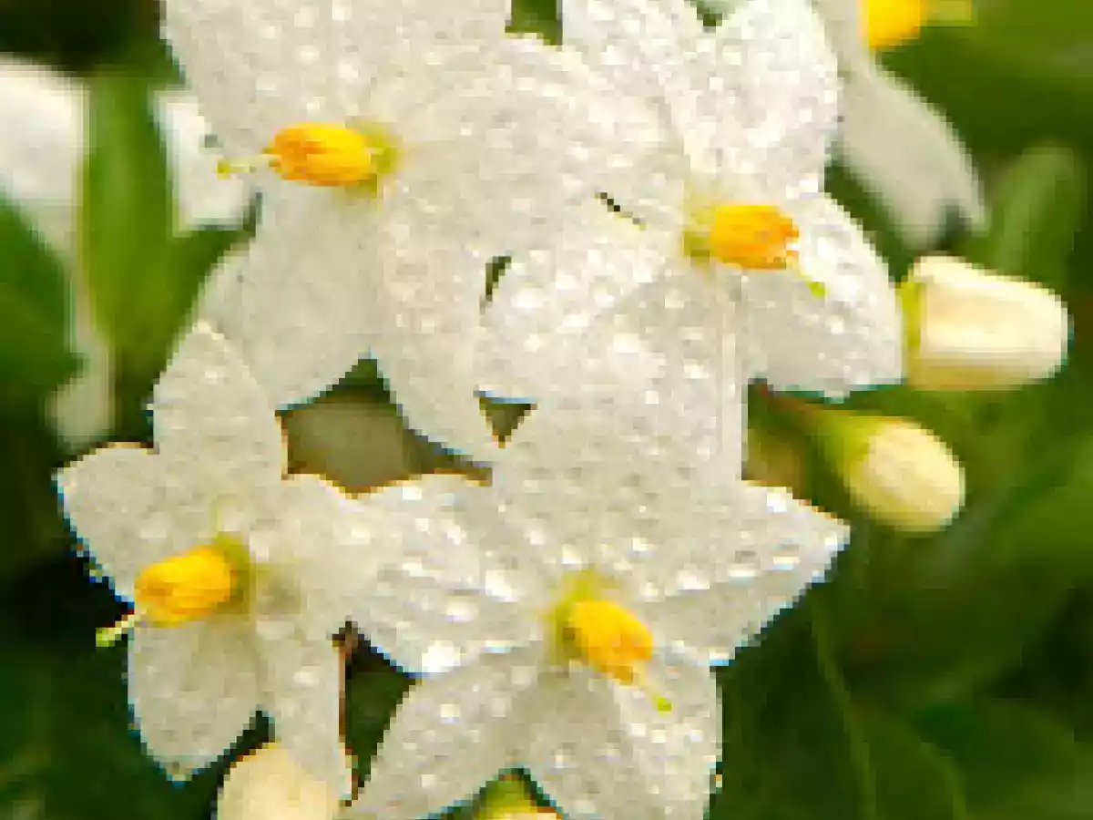 Gelatina di pere e lavanda - foto 2