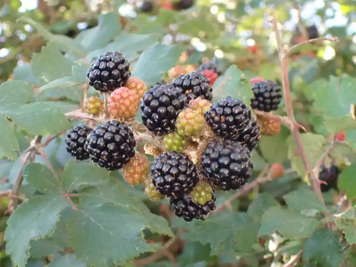 Gelato alle more e cannella - foto 2