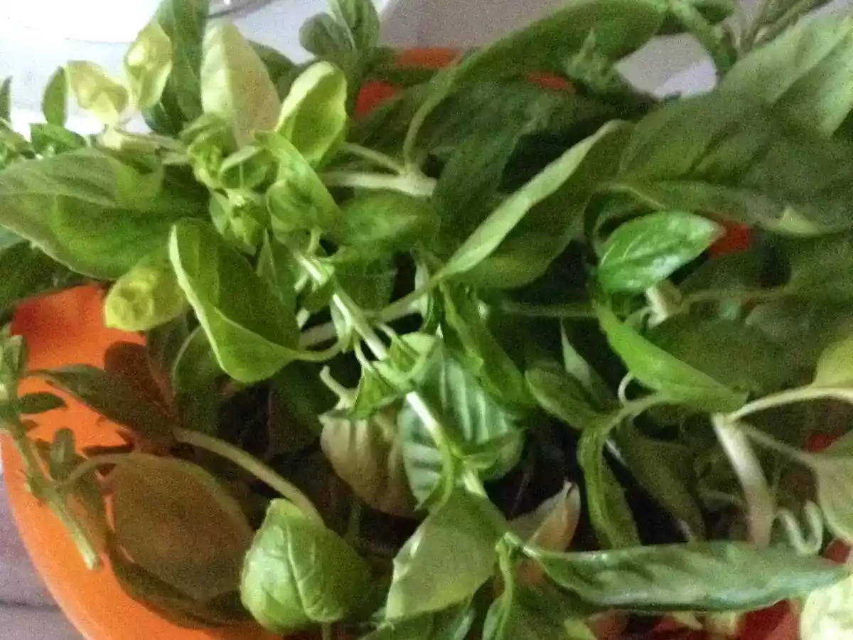 Gnocchi alla Crescenza con pesto di nocciole - foto 2