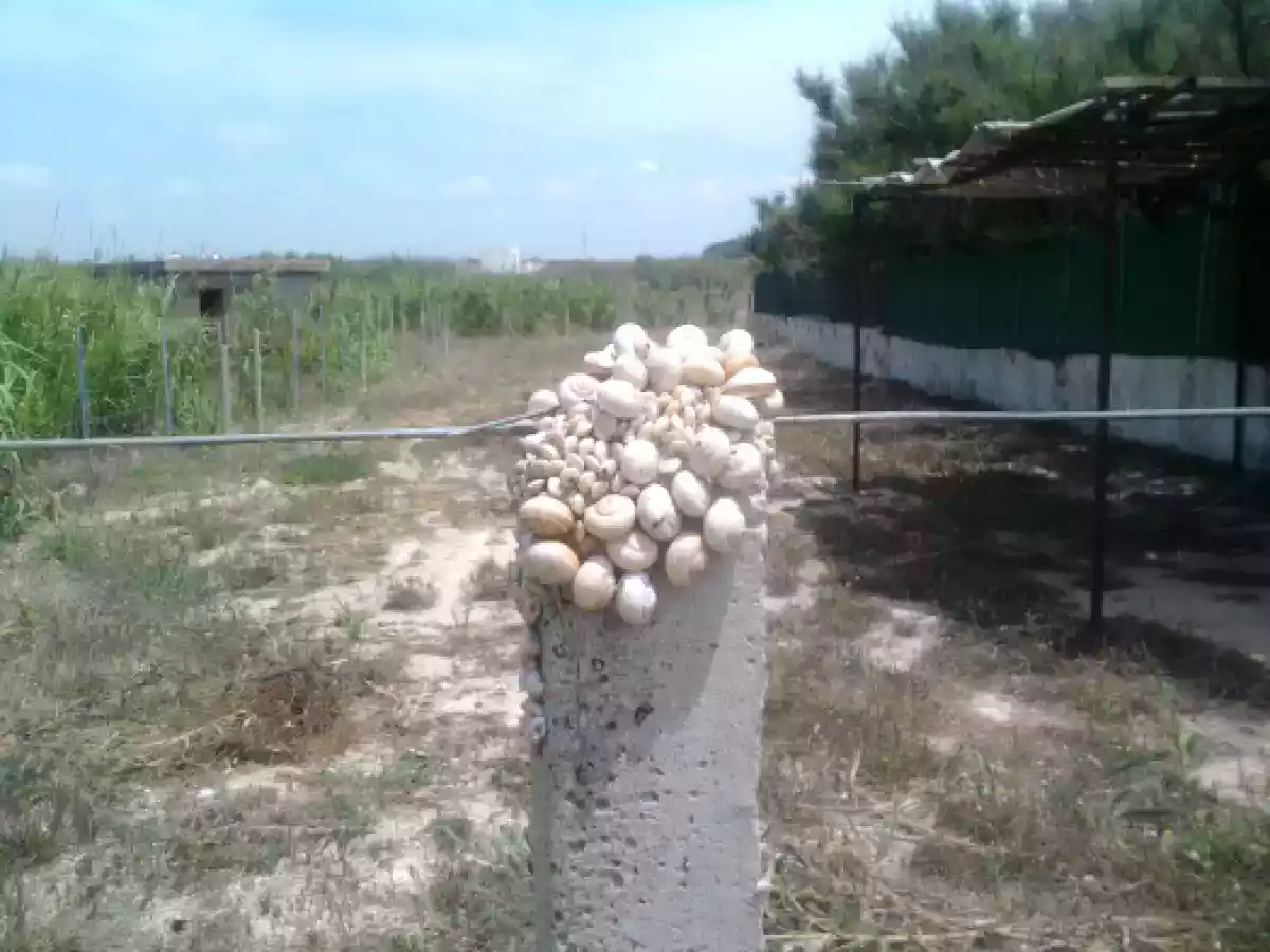 I babbaluci - foto 3