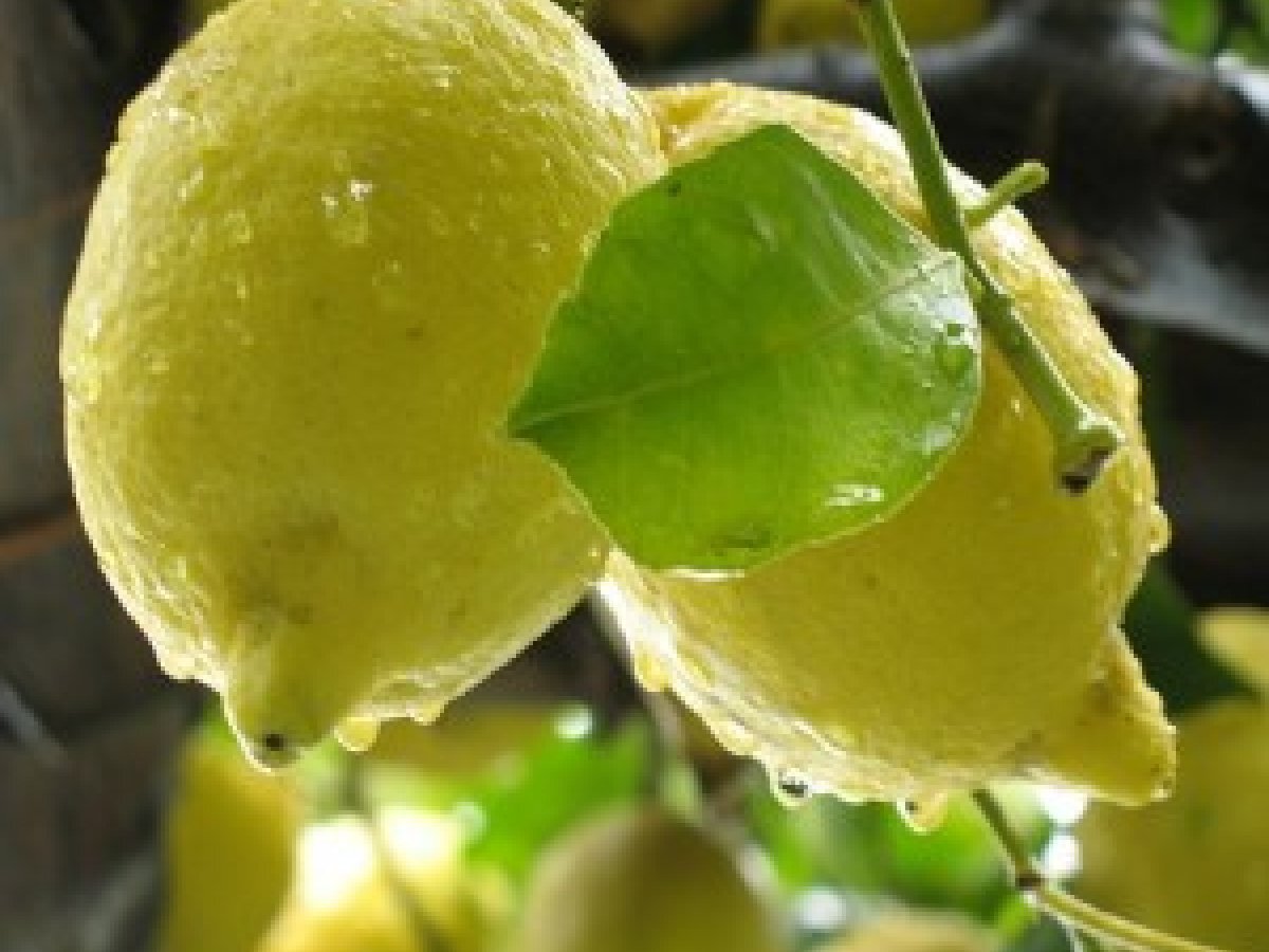 Limoncello con il bimby
