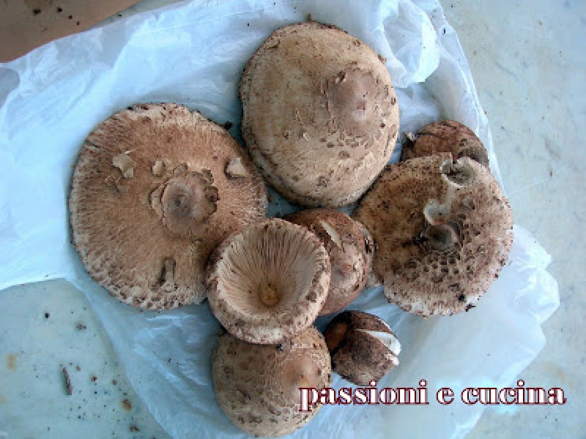 MACROLEPIOTA PROCERA - foto 3