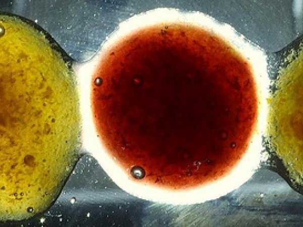 Marmellata di susine e cannella, foto 3