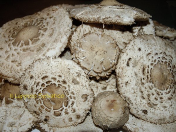 Mazze di tamburo (macrolepiota procera o bubbola maggiore)? quattro modi per cucinarle, foto 3