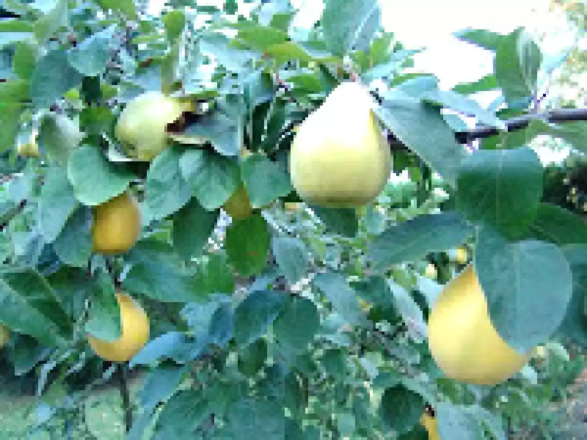 Mele cotogne al forno 1