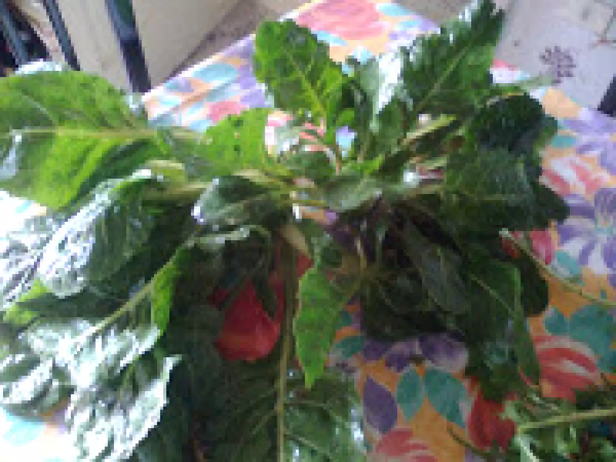 Menestra 'asciatizza sfritta - foto 6